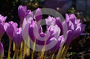 Colchicum autumnale, Autumn flower