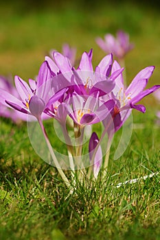 Colchicum autumnale - Autumn flower