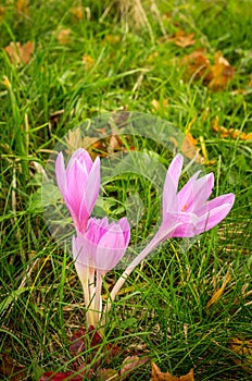 Colchicum autumnale in the autumn meadow