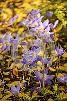 Colchicum autumnale, commonly known as autumn crocus