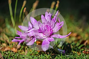 Colchicum autumnale, commonly known as autumn crocus
