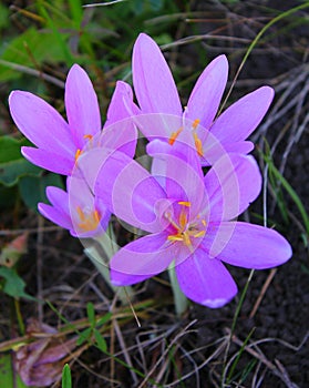 Colchicum autumnale, commonly known as autumn crocus, meadow saffron or naked ladies