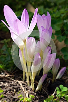 Colchicum autumnale commonly known as autumn crocus, meadow saffron or naked ladies