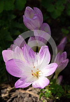 Colchicum autumnale commonly known as autumn crocus, meadow saffron or naked ladies