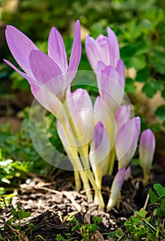 Colchicum autumnale commonly known as autumn crocus, meadow saffron or naked ladies