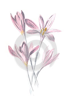 Colchicum autumnale, commonly known as autumn crocus, meadow saffron or naked ladies flower. Antique hand drawn field flowers illu