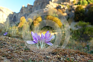 Colchicum autumnale flower, autumn crocus