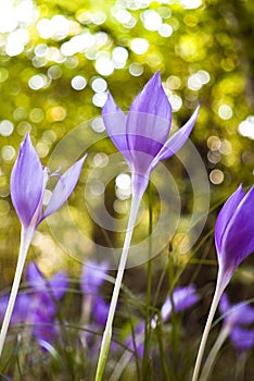 Colchicum autumnale flowers