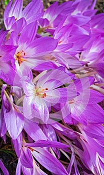 Colchicum autumnale known as autumn crocus, meadow saffron or naked lady, is an autumn-blooming flower