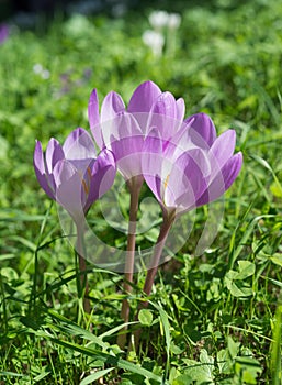 Colchicum autumnale Meadow Saffron