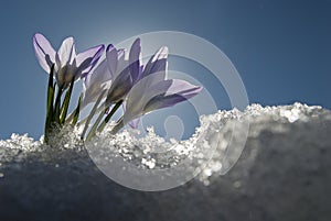 Colchicum autumnale, Mountain Merendera. remove shops, Flower in the snow