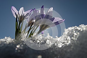 Colchicum autumnale, Mountain Merendera. remove shops, Flower in the snow