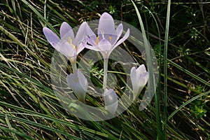 Colchicum autumnale - poisonous autumn beauty