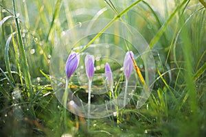 Colchicum autumnale - purple Colchicum flowers growing in a meadow with morning dew and beautiful bokeh