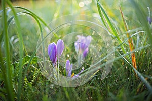 Colchicum autumnale - purple Colchicum flowers growing in a meadow with morning dew and beautiful bokeh