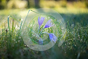 Colchicum autumnale - purple Colchicum flowers growing in a meadow with morning dew and beautiful bokeh