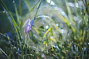 Colchicum autumnale - purple Colchicum flowers growing in a meadow with morning dew and beautiful bokeh