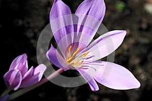 Colchicum autumnale, toxic plants and flowers photo