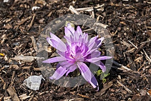 Colchicum autumnale `Waterlily`