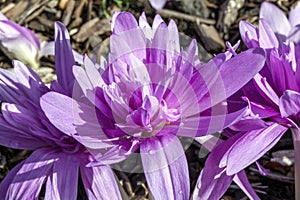 Colchicum autumnale `Waterlily` photo