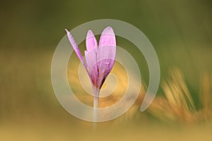 Colchicum autumnale. It is widespread in central, southern and western Europe.