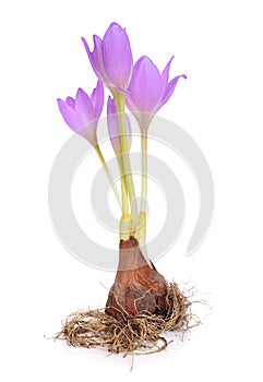 Colchicum flower isolated on white background