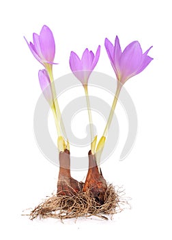 Colchicum flower isolated on white background