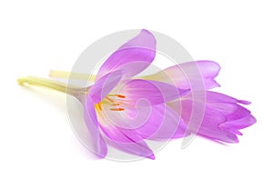 Colchicum flower isolated on white background
