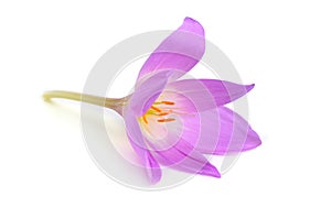 Colchicum flower isolated on white background