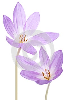 Colchicum flowers