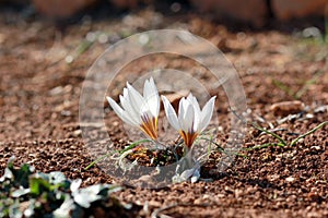 Colchicum flowers blooming in autumn in Gush Etzion, Israel