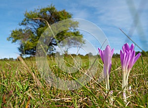 Colchicum flowers of the field