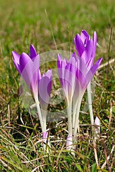 Colchicum flowers of the field