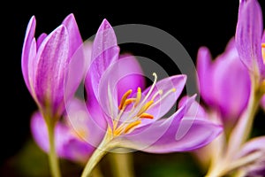 Colchicum just blossomed