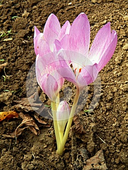 Colchicum lila autumn flowers