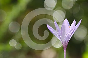 Colchicum lusitanum