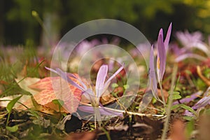Colchicum montanum or autumn crocus flowers