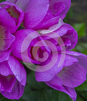 Colchicum speciosum, Colchicum autumnale autumn flowers, plants. Natural flowers background, happy birthday card