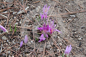 Colchicum Stevenii Flowers