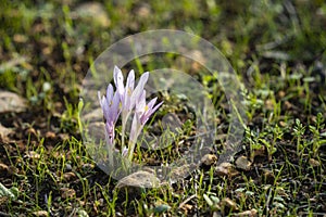 Colchicum Stevenii, or Steven`s Meadow Saffron