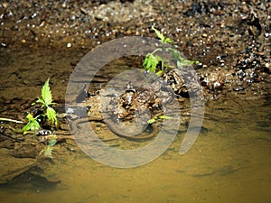 Colchis, big-headed Grass-snake (Natrix megalocephala