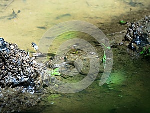 Colchis, big-headed Grass-snake Natrix megalocephala