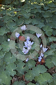 Colchium autunnale and alchemilla mollis flowerbed photo