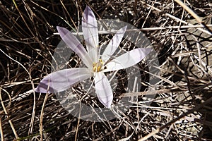 Colchium autunnale in bloom photo