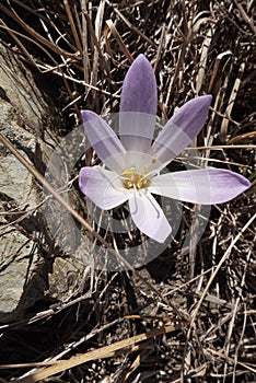 Colchium autunnale in bloom photo