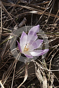 Colchium autunnale in bloom photo