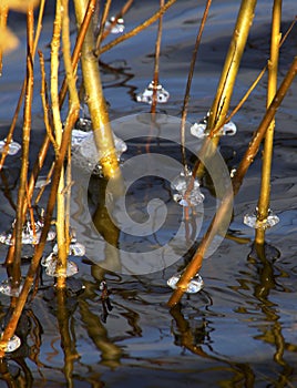 The cold affects the lake on a November day