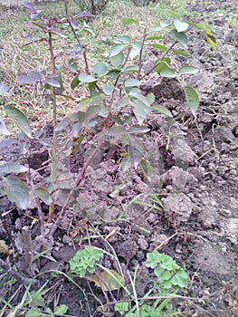 Cold autumn day. Land dig. Bush red rose - branches with leaves. Dry and green grass.