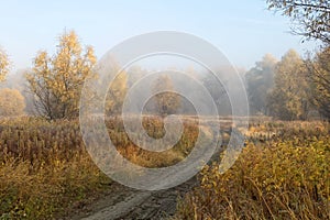 A cold autumn morning in the Siberian forest