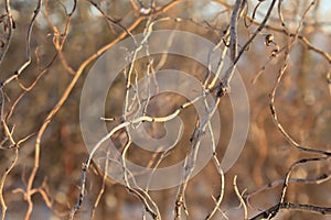 Cold Autumn/Winter Day: wooden twigs